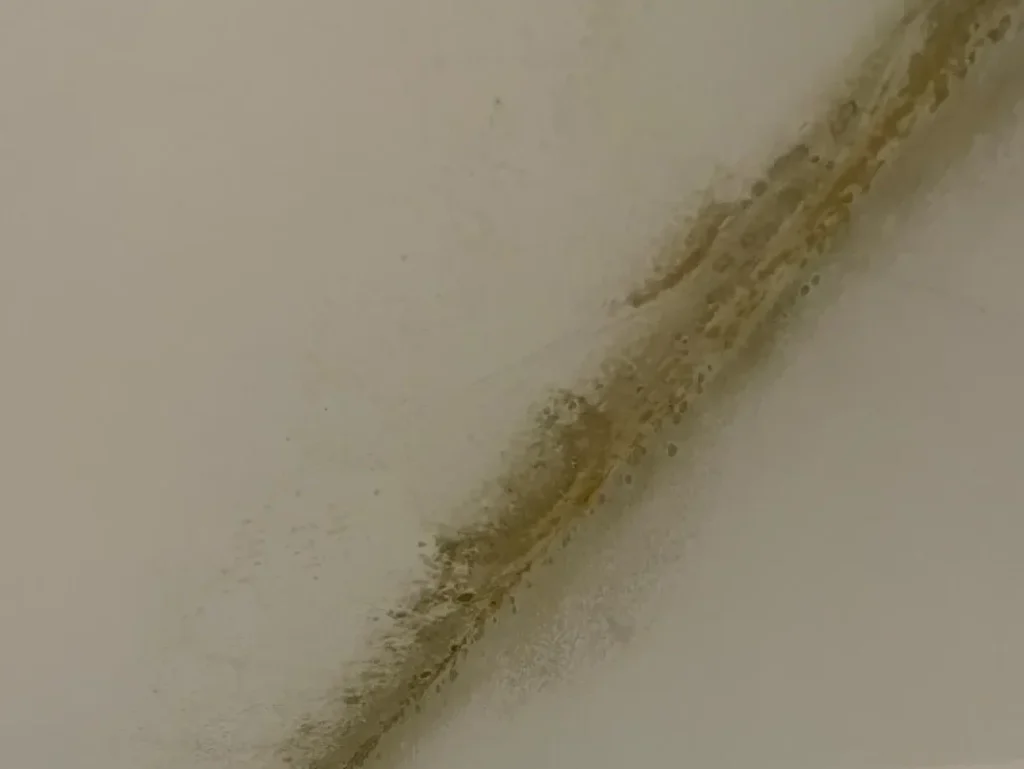 técnicos de empresa de humedades revisando pared afectada